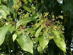 Machilus platycarpa